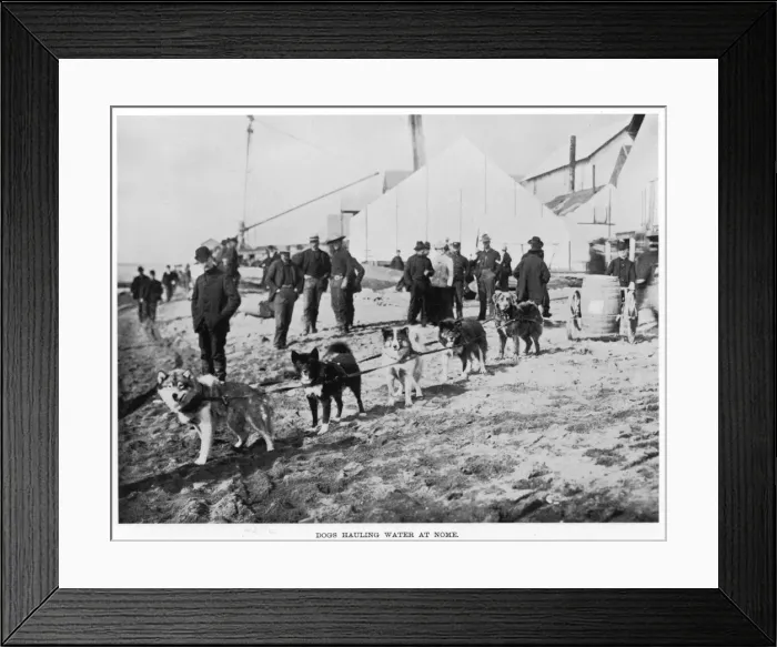 Framed Print : Dogs at Nome, Alaska Framed Print : Dogs at Nome, Alaska