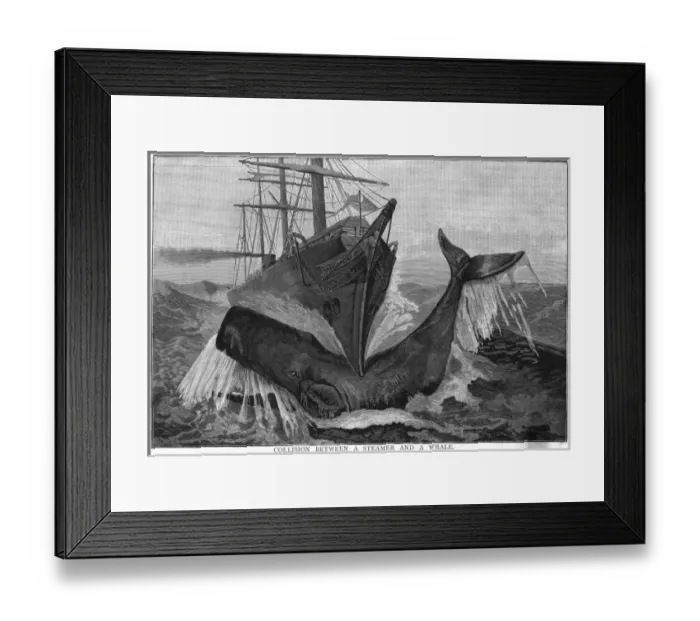 Framed Print : Collision / Whale & Ship Framed Print : Collision / Whale & Ship