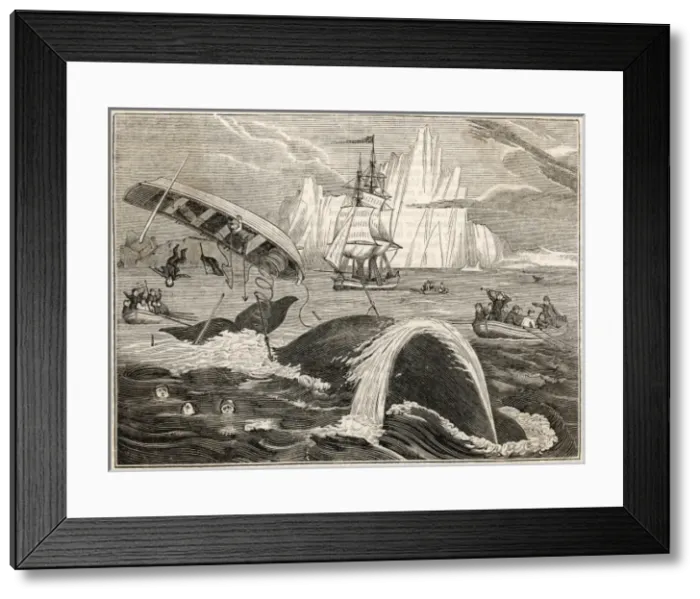 Framed Print : Whaling / Crew in Danger Framed Print : Whaling / Crew in Danger