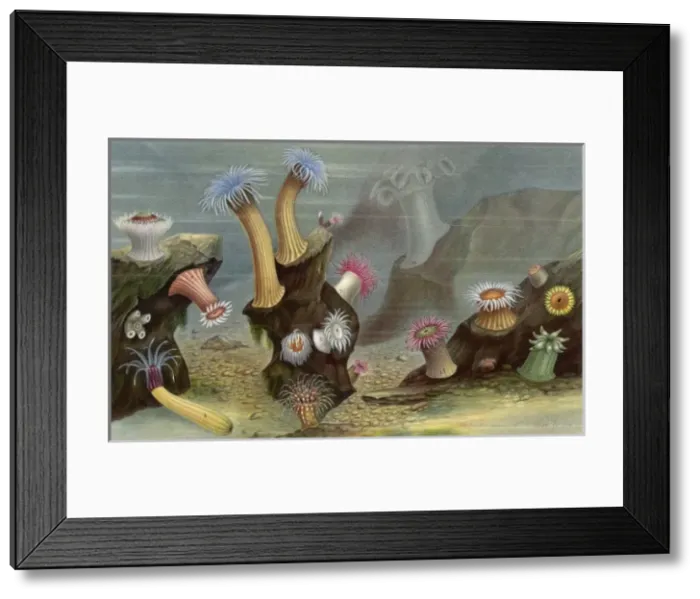 Framed Print : Sea Anemones / Lackerbauer Framed Print : Sea Anemones / Lackerbauer