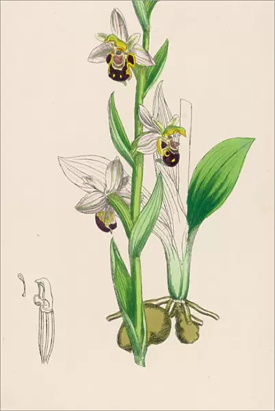 Plants  /  Ophrys Apifera