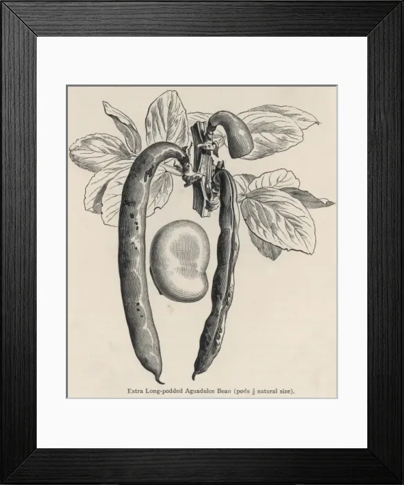 Framed Print : Vegetables / Broad Bean Framed Print : Vegetables / Broad Bean