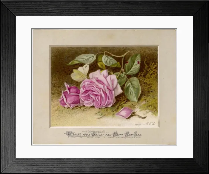 Framed Print : Pale Pink Rose Framed Print : Pale Pink Rose