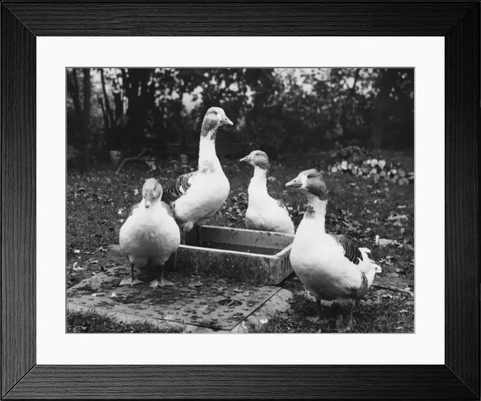 Framed Print : FOUR GEESE Framed Print : FOUR GEESE