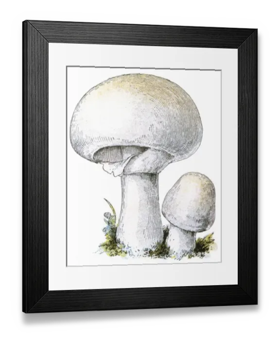 Framed Print : Mushroom Agaricus Framed Print : Mushroom Agaricus