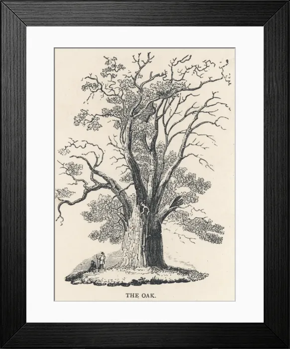 Framed Print : Oak Tree C1850 Framed Print : Oak Tree C1850
