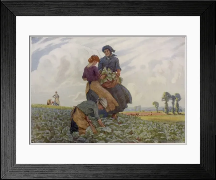 Framed Print : Rhubarb Gathering 1916 Framed Print : Rhubarb Gathering 1916