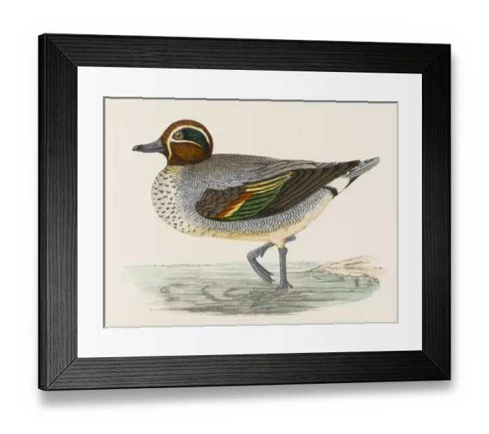 Framed Print : Morris / Duck / Teal Framed Print : Morris / Duck / Teal