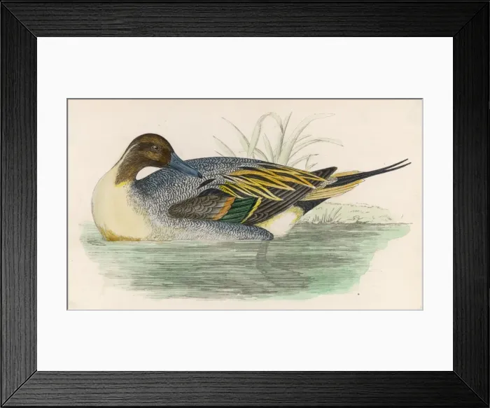 Framed Print : Morris / Duck / Pintail Framed Print : Morris / Duck / Pintail