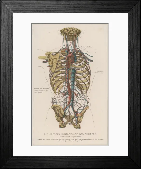 Framed Print : Torso Blood Circulation Framed Print : Torso Blood Circulation