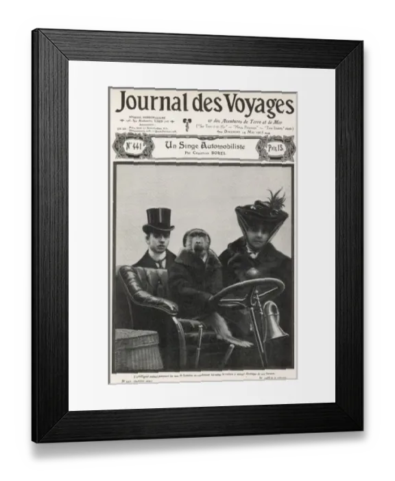 Framed Print : Animals / Apes and Monkeys Framed Print : Animals / Apes and Monkeys