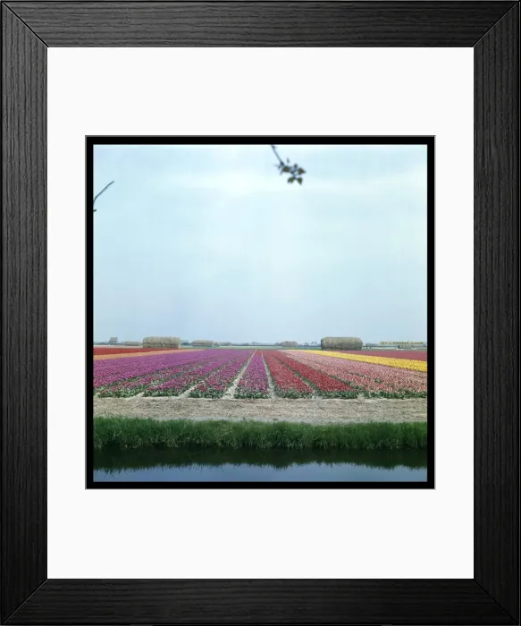 Framed Print : Tulip Fields 1960S Framed Print : Tulip Fields 1960S