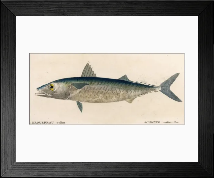 Framed Print : Mackerel / Scomber Colias Framed Print : Mackerel / Scomber Colias