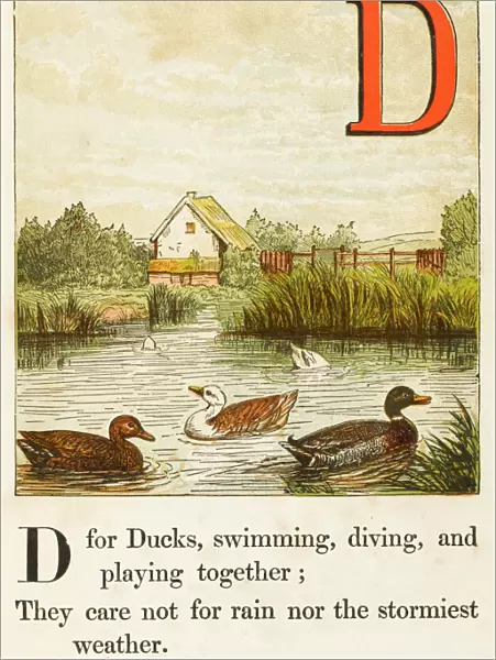 Alphabet  /  D for Ducks