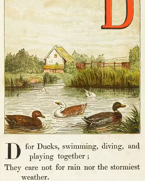 Alphabet  /  D for Ducks