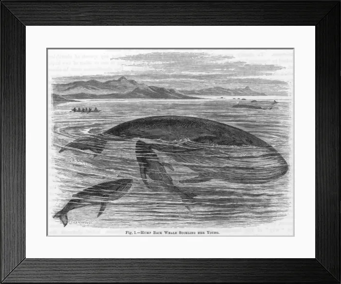 Framed Print : Marine Life / Whales Framed Print : Marine Life / Whales