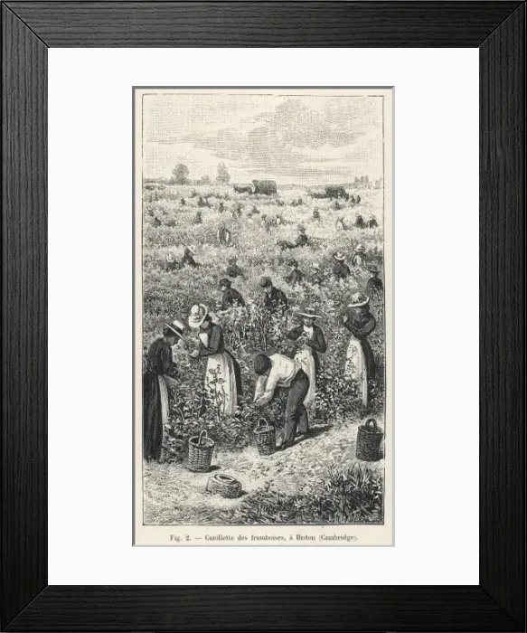 Framed Print : Raspberry Picking / 1901 Framed Print : Raspberry Picking / 1901
