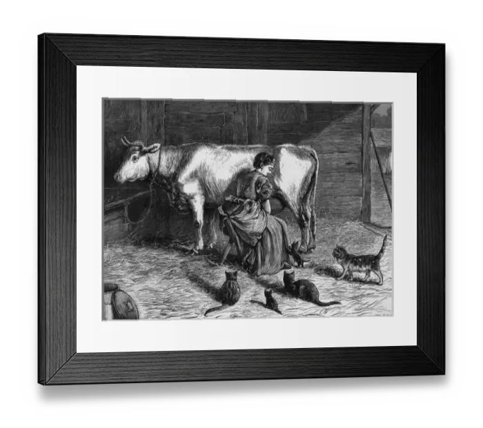Framed Print : Milking Cow