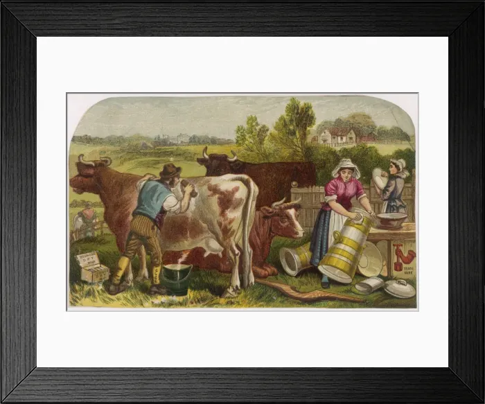 Framed Print : Farmer Scrubs Cow Framed Print : Farmer Scrubs Cow
