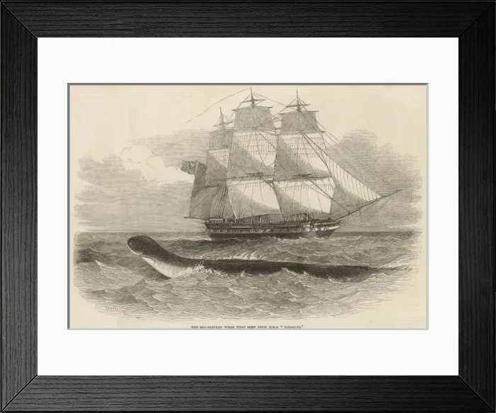 Framed Print : Daedalus Sea Serpent Framed Print : Daedalus Sea Serpent