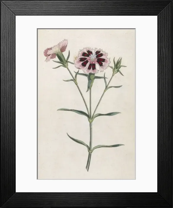 Framed Print : Dianthus Chinensis Framed Print : Dianthus Chinensis