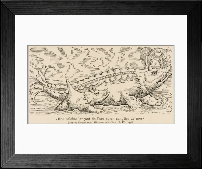 Framed Print : Spouting Whale-Fish Framed Print : Spouting Whale-Fish