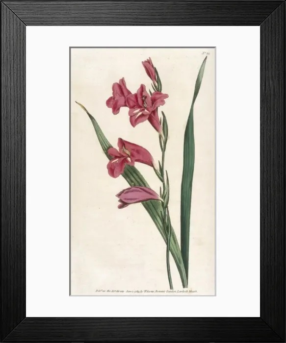 Framed Print : Curtis / Common Gladiolus Framed Print : Curtis / Common Gladiolus