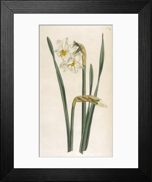Framed Print : Curtis / 2Flower Narcissus Framed Print : Curtis / 2Flower Narcissus