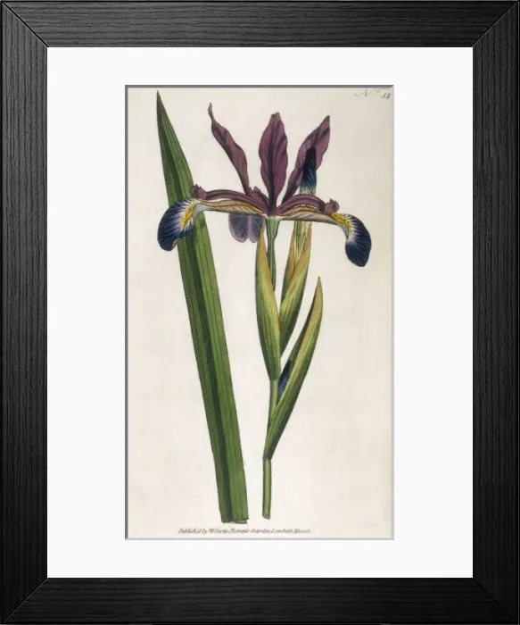 Framed Print : Curtis / Spurious Iris Framed Print : Curtis / Spurious Iris