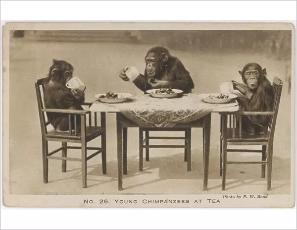 Chimps Tea Party  /  Photo