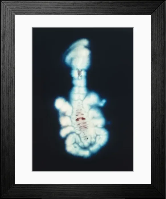 Framed Print : Kirlian Scorpion Framed Print : Kirlian Scorpion