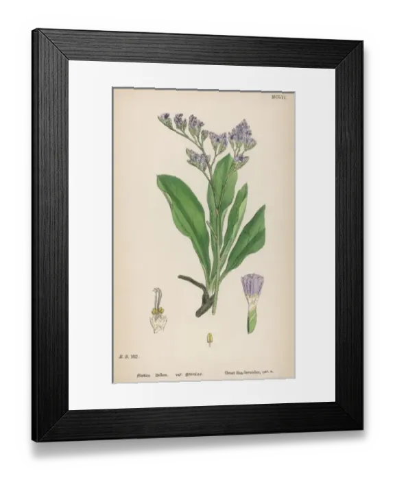 Framed Print : Plants / Sea Lavender Framed Print : Plants / Sea Lavender