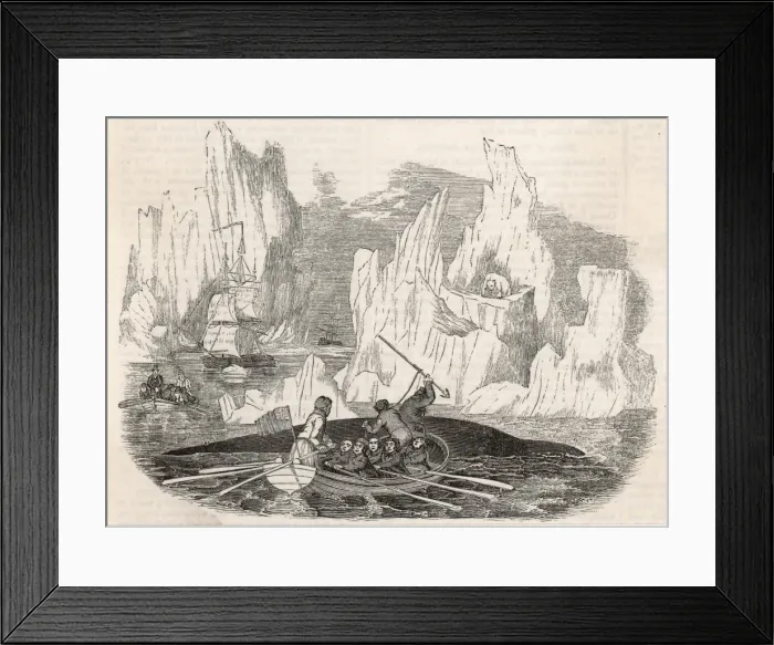 Framed Print : Marine Life / Whaling Framed Print : Marine Life / Whaling