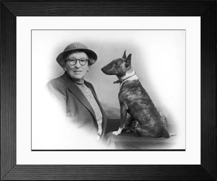 Framed Print : Fall / Bull Terrier / Owner Framed Print : Fall / Bull Terrier / Owner