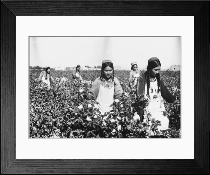 Framed Print : Picking Cotton / Gunpowder Framed Print : Picking Cotton / Gunpowder