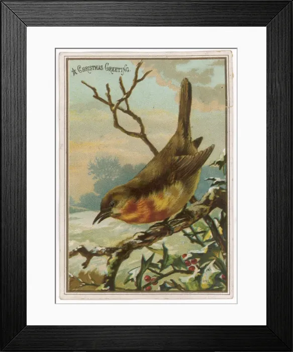 Framed Print : Robin on Bough Framed Print : Robin on Bough