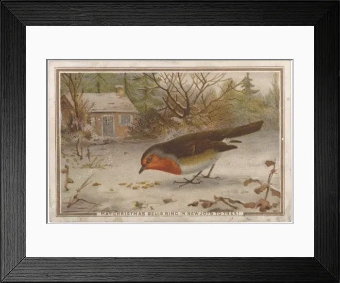 Framed Print : Robin Pecking Framed Print : Robin Pecking