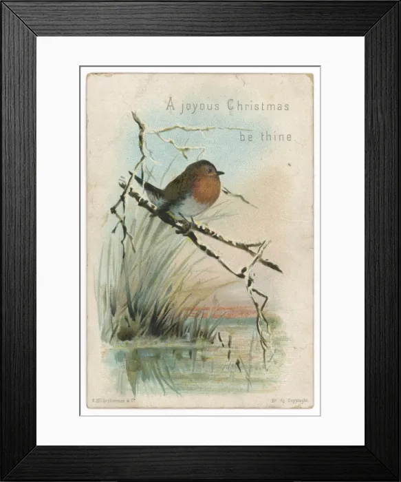 Framed Print : Robin on Bough Framed Print : Robin on Bough