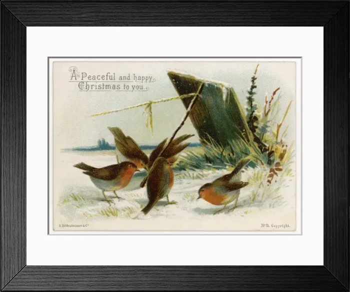 Framed Print : Robins Near Trap Framed Print : Robins Near Trap