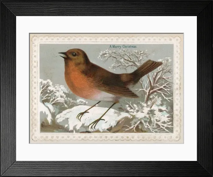 Framed Print : Robin in Snow Framed Print : Robin in Snow