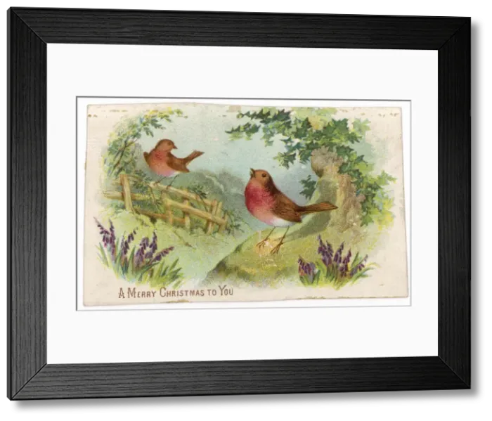 Framed Print : Robins in Fields Framed Print : Robins in Fields