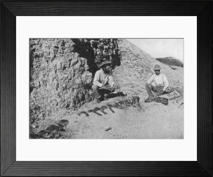 Framed Print : Dinosaur / Tylosaurus Framed Print : Dinosaur / Tylosaurus