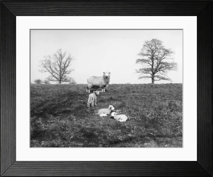 Framed Print : The Lambing Season Framed Print : The Lambing Season