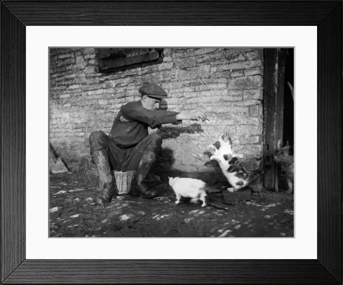 Framed Print : Farmer Feeding Cats Framed Print : Farmer Feeding Cats