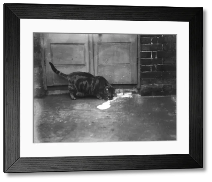 Framed Print : Cat Laps up Spilt Milk Framed Print : Cat Laps up Spilt Milk