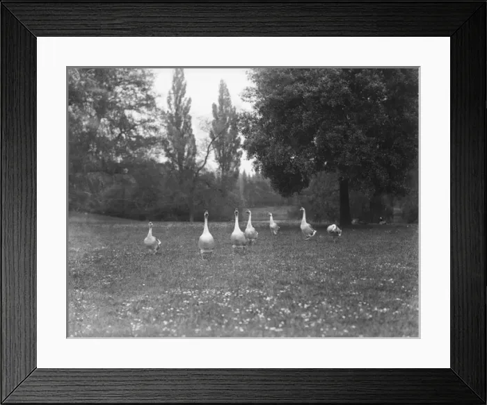Framed Print : Geese in a Park Framed Print : Geese in a Park