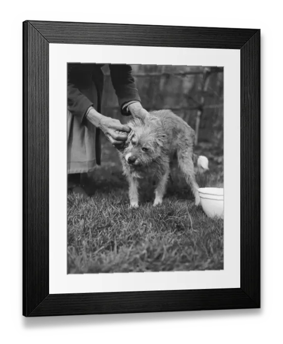 Framed Print : Wiping a Dog Clean Framed Print : Wiping a Dog Clean