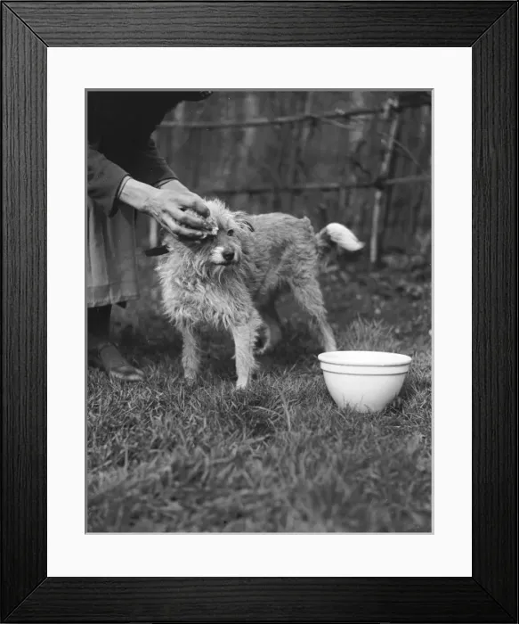 Framed Print : Wiping a Dog Clean Framed Print : Wiping a Dog Clean