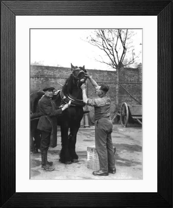 Framed Print : Cleaning a Horses Teeth Framed Print : Cleaning a Horses Teeth