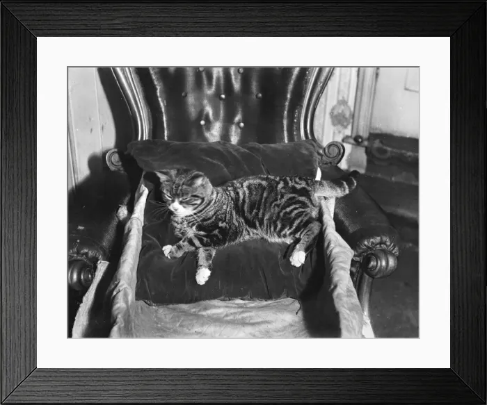 Framed Print : SPOILT CAT Framed Print : SPOILT CAT